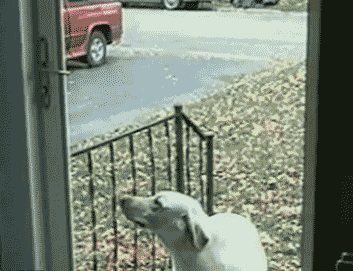 GIF: A este perro deben abrirle la puerta