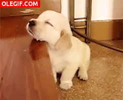 GIF: Este cachorro se queda dormido