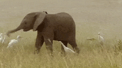 GIF: A este pequeño elefante no le gustan las aves