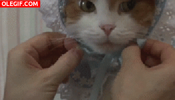 GIF: A este gato le han puesto un gorrito
