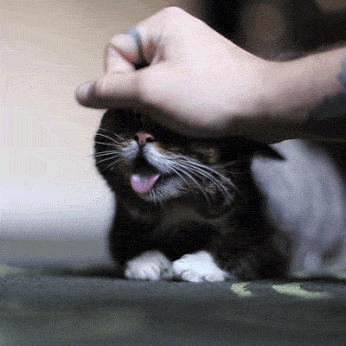 GIF: La cara chistosa de un gato