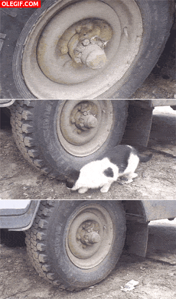 GIF: Ratón que te pilla el gato