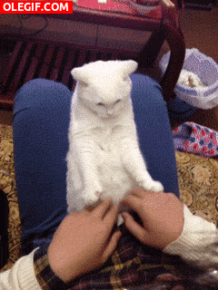 GIF: Este gato es un gran imitador