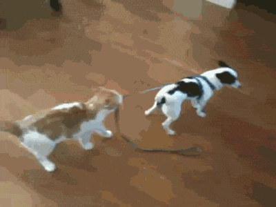GIF: Este gato quiere pasear al perro