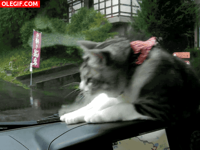 GIF: Gato jugando con el limpiaparabrisas