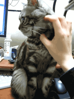GIF: Este gato no quiere que le acaricien
