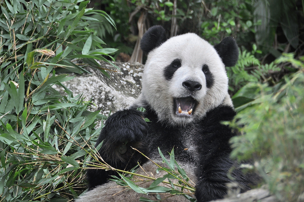 GIF: Mira a este panda comiendo bambú