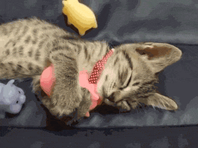 GIF: Mira a este gato abrazando al juguete