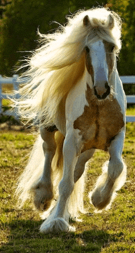 GIF: Unos lindos caballos