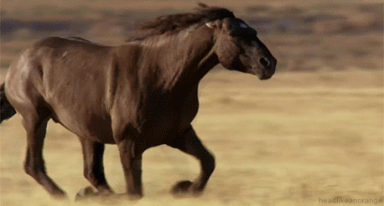 GIF: Cómo galopa este caballo