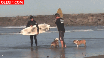GIF: Mira a este perro surfista