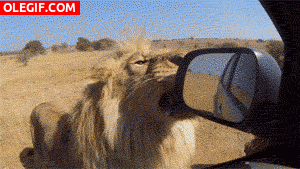 GIF: A este león le gusta el espejo