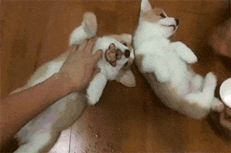 GIF: A estos cachorros les gustan las caricias