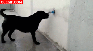 GIF: Este perro quiere refrescarse