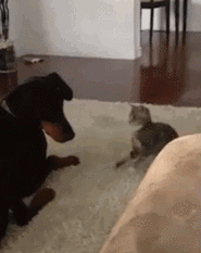 GIF: Este gato busca pelea con el perro