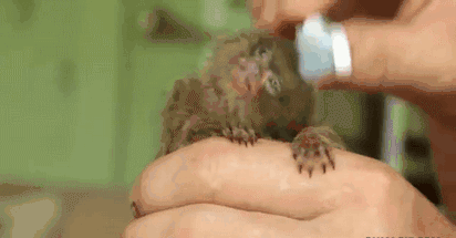 GIF: Peinando al pequeño mono