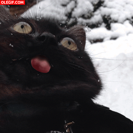 GIF: Tirando de la lengua al gato