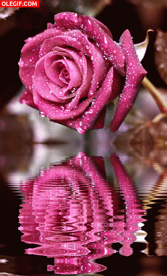 GIF: Rosa reflejada en el agua