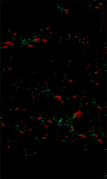 GIF: Rosas rojas volando