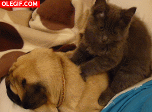 GIF: A este perro le gustan los masajes que le da el gato