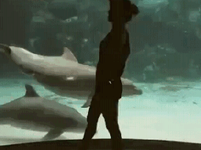 GIF: Danzando junto a los delfines