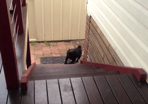 GIF: Mira cómo sube las escaleras el perro