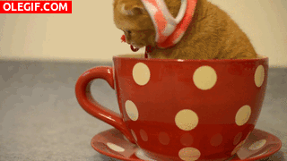 GIF: Mira a este gatito dentro de la taza