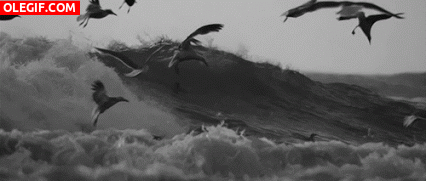 GIF: Gaviotas volando entre las olas