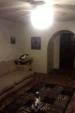 GIF: Mira a este gato apagando la luz