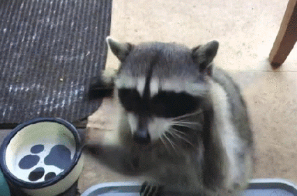 GIF: Este mapache se prepara para comer