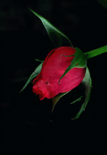 GIF: Rosa roja abriendo los pétalos