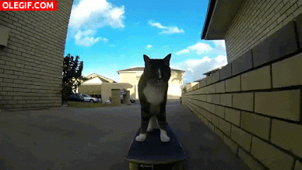 GIF: Un gato skater