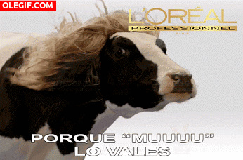 GIF: Esta vaca utiliza productos L'Oréal