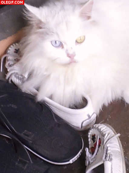 GIF: Este gato tiene un ojo azul y otro amarillo