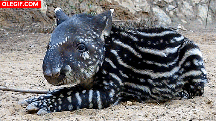 GIF: Mira a este pequeño tapir