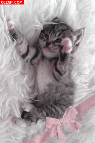GIF: Un lindo gatito