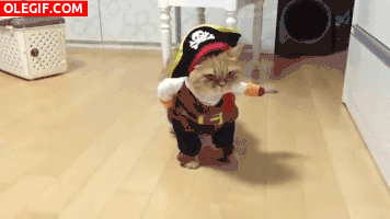 GIF: Mira al gato pirata