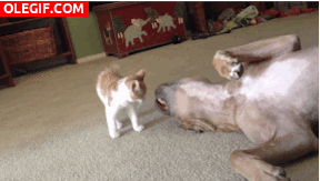GIF: Gatito molestando al perro
