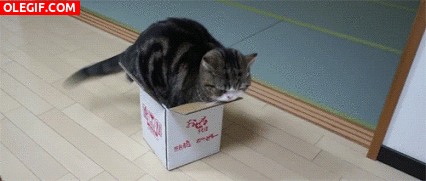 GIF: Este gato no cabe en la caja