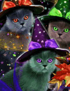 GIF: Gatos con sombreros de bruja