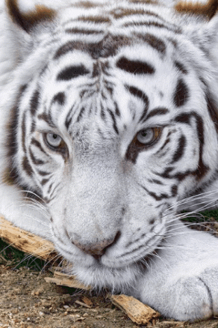 GIF: Hermosos tigre