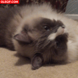 GIF: Mira a este gato bostezando