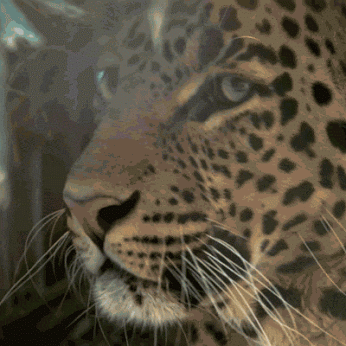 GIF: Este leopardo tiene hambre