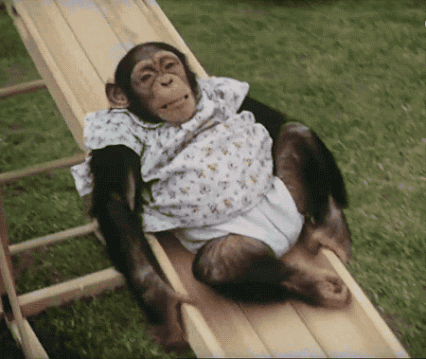 GIF: Mira a esta chimpancé tirándose por el tobogán