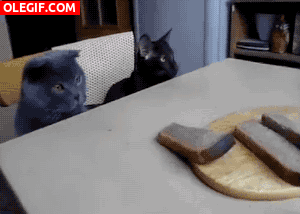 GIF: Estos gatos quieren pan