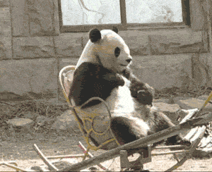 GIF: Mira a este panda en una mecedora