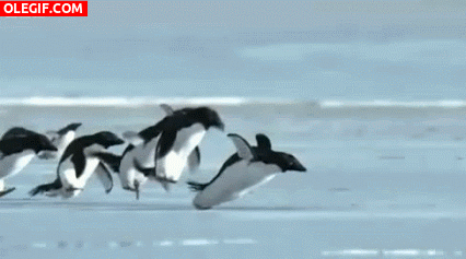GIF: Pingüinos alzando el vuelo