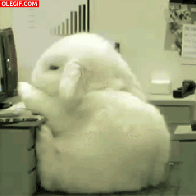 GIF: Este conejo se cae de sueño