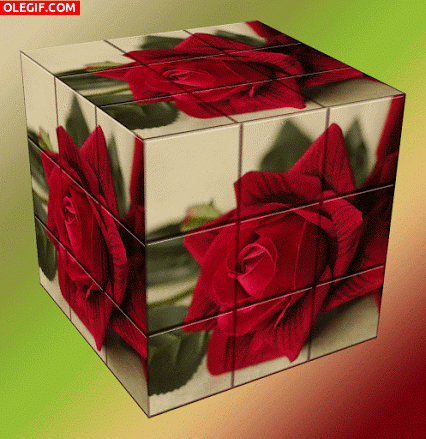 GIF: Rosas en un cubo