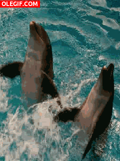 GIF: Dos divertidos delfines